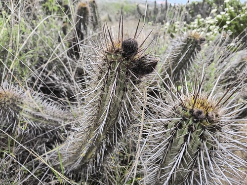 Leucostele nigripilis, photograph 3