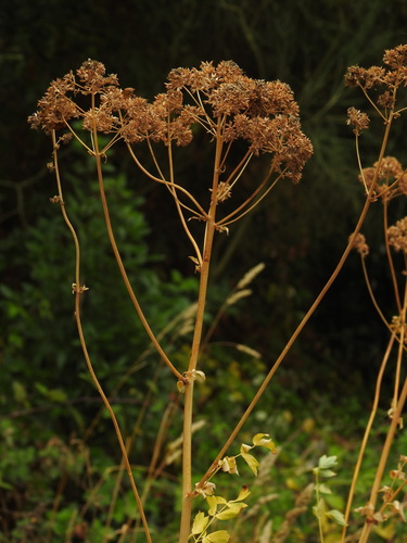 Yellow Meadow-rue (Thalictrum speciosissimum)