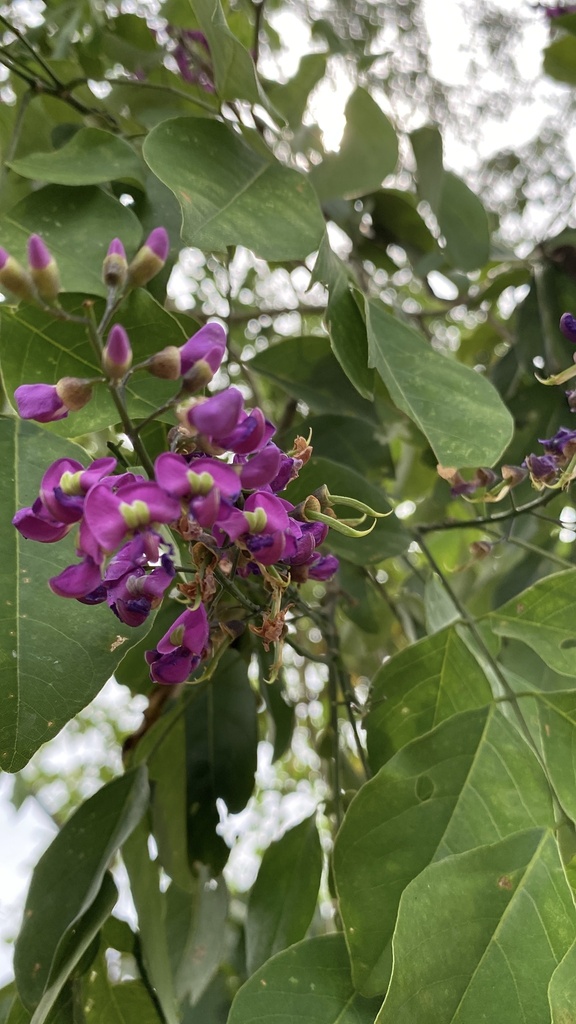 Lonchocarpus violaceus (Lilac Tree)