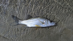 Centropomus parallelus