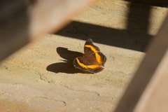 Junonia elgiva