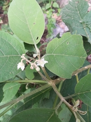 Solanum erianthum