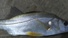 Centropomus parallelus