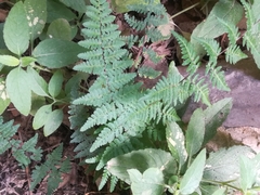 Myriopteris alabamensis