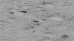 Macrophthalmus japonicus