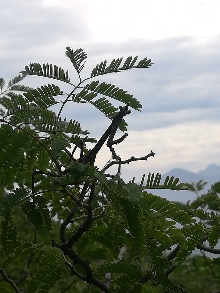 Mexican Unicorn Mantis