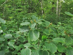 Fothergilla major