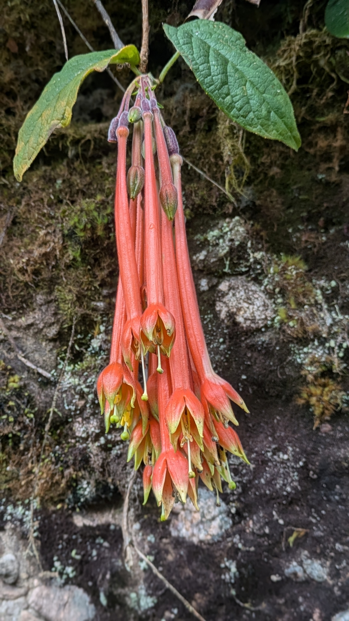 Fuchsia apetala