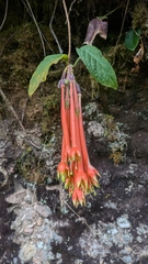 (c) Thibaud Aronson, some rights reserved (CC BY-SA) Fuchsia apetala, photograph (c) Thibaud Aronson, some rights reserved (CC BY-SA)