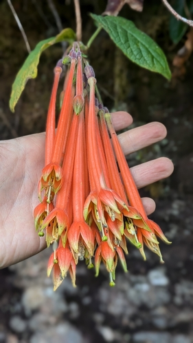 Fuchsia apetala, photograph 3