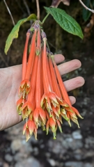(c) Thibaud Aronson, some rights reserved (CC BY-SA) Fuchsia apetala, photograph (c) Thibaud Aronson, some rights reserved (CC BY-SA)
