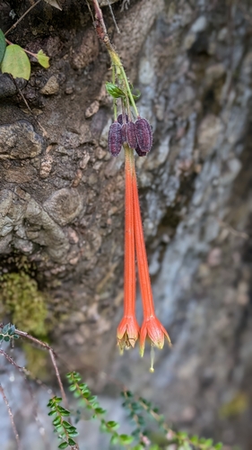 Fuchsia apetala, photograph 4