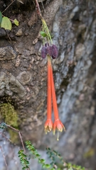 (c) Thibaud Aronson, some rights reserved (CC BY-SA) Fuchsia apetala, photograph (c) Thibaud Aronson, some rights reserved (CC BY-SA)