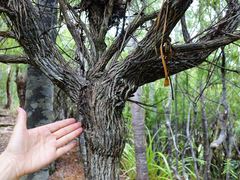 Dracophyllum sinclairii