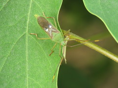 Homoeocerus bipunctatus