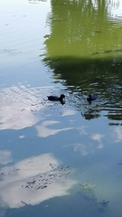 Fulica americana
