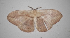 Sphingognatha asclepiades