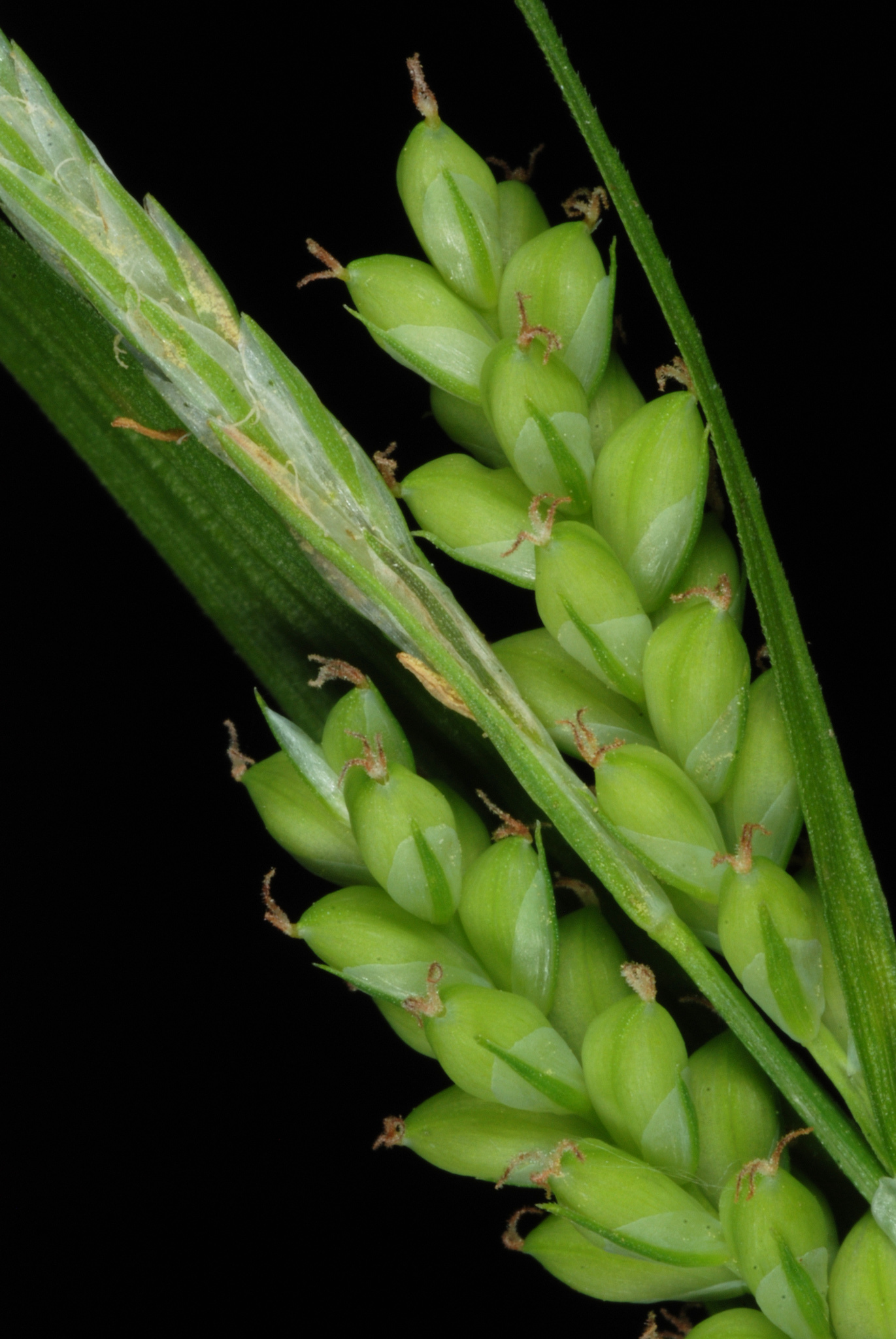 Carex blanda