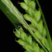 Eastern Woodland Sedge - Photo (c) Doug Goldman, some rights reserved (CC BY)