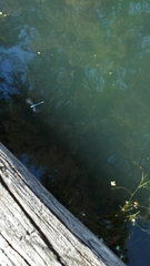 Odonata