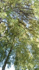 Taxodium mucronatum