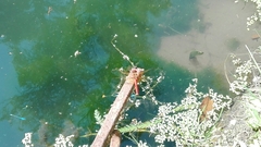 Odonata