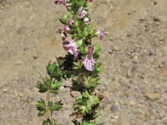 Stachys iltisii