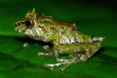 Pristimantis llanganati
