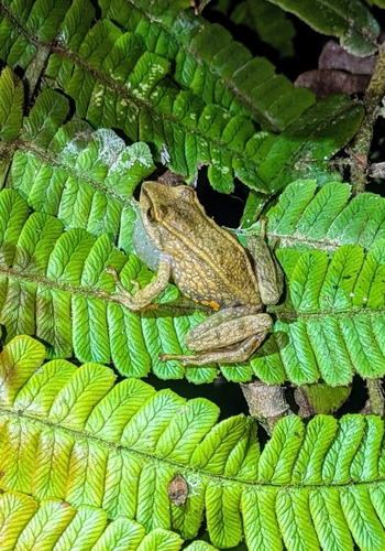 Wagter's Robber Frog, Pristimantis wagteri