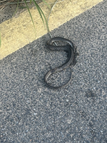 Yellow-spotted Keelback