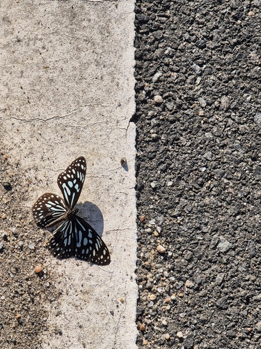 Dark Blue Tiger photo 3