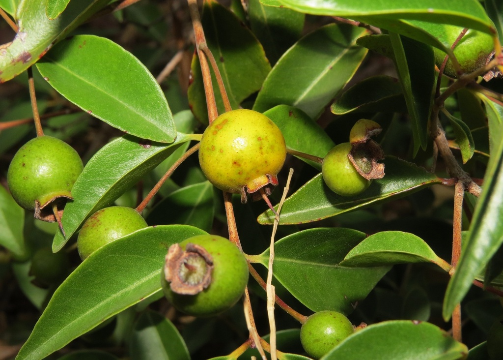Psidium oligospermum