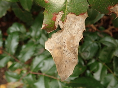 Erysiphe berberidis
