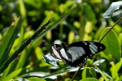 Papilio dardanus tibullus