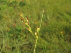 Scleria muehlenbergii