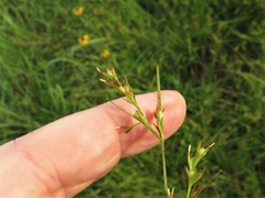 Scleria muehlenbergii