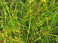 Scleria muehlenbergii