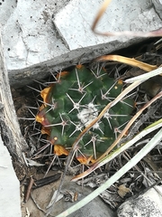Mammillaria melanocentra melanocentra