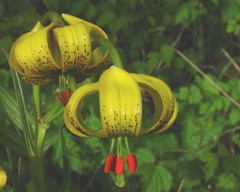 Lilium pyrenaicum