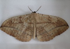 Sphingognatha asclepiades