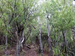Dracophyllum sinclairii