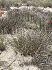 Cladoraphis cyperoides