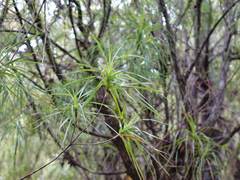 Dracophyllum sinclairii