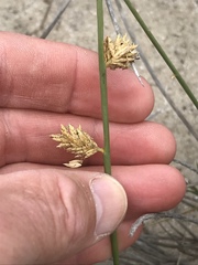 Cladoraphis cyperoides