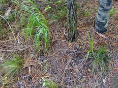 Dracophyllum sinclairii