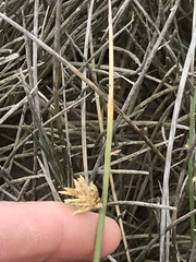 Cladoraphis cyperoides