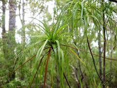 Dracophyllum sinclairii