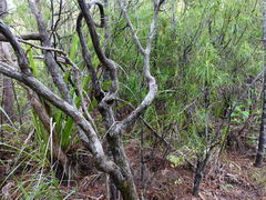 Dracophyllum sinclairii