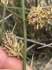 Cladoraphis cyperoides