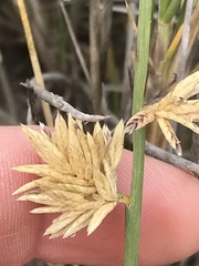 Cladoraphis cyperoides